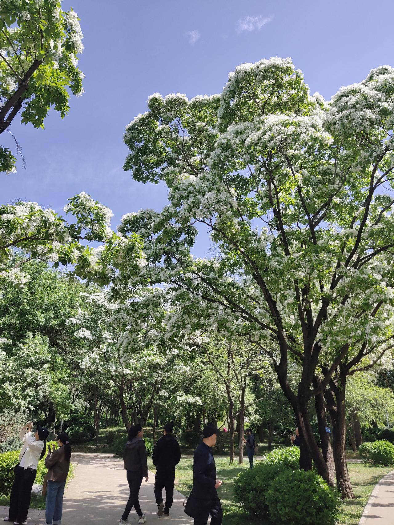 昨天去泉城公园，一眼就被那满树的流苏花吸引了。它的花朵细长，像白色的丝线垂挂下来