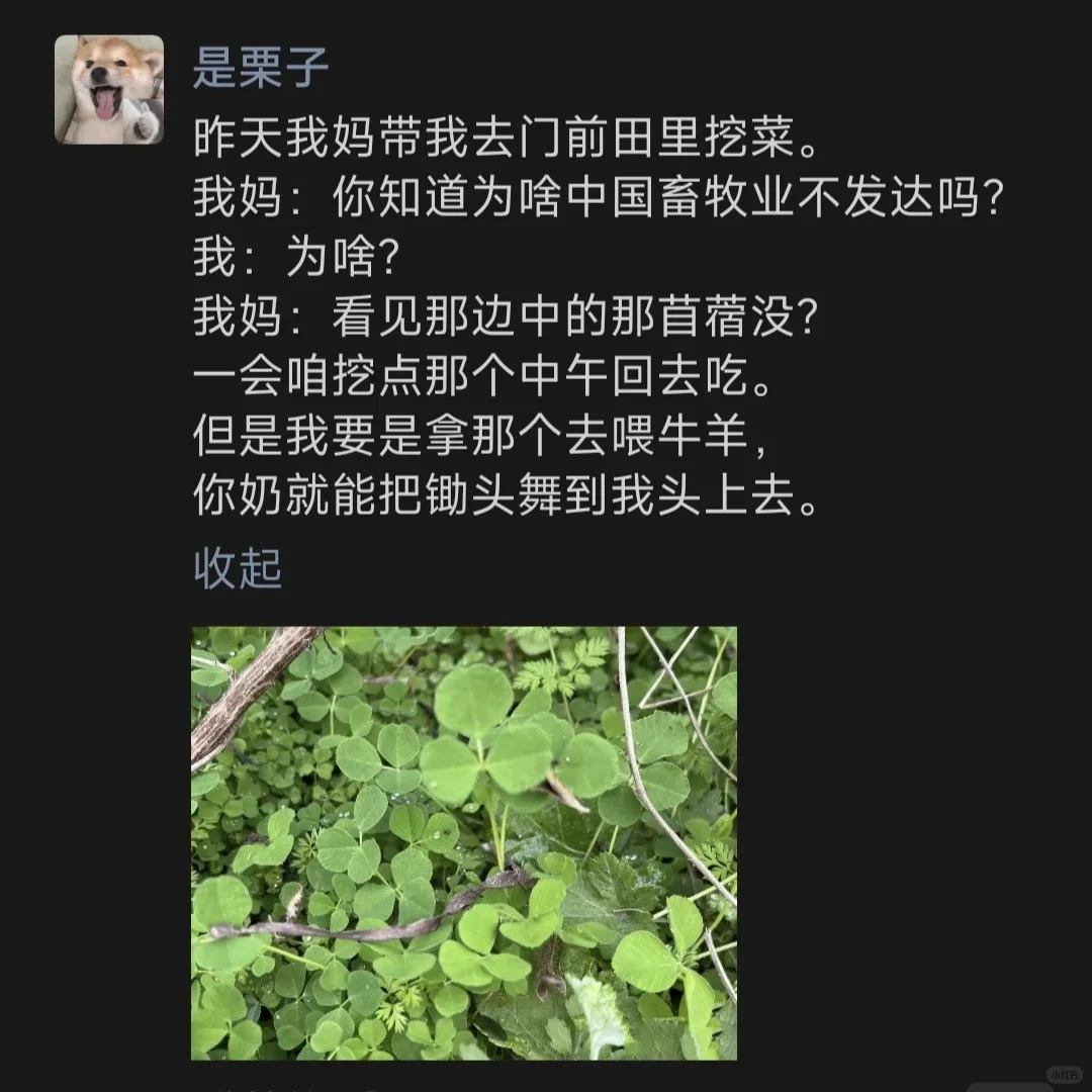 昨天我妈带我去门前田里挖菜。