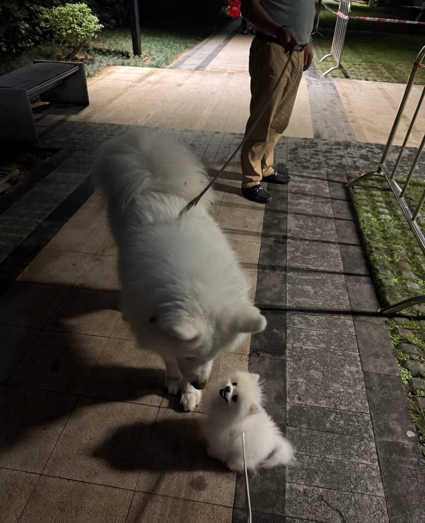 小狗：我长大后也能跟你一样高大嘛！ ​​​