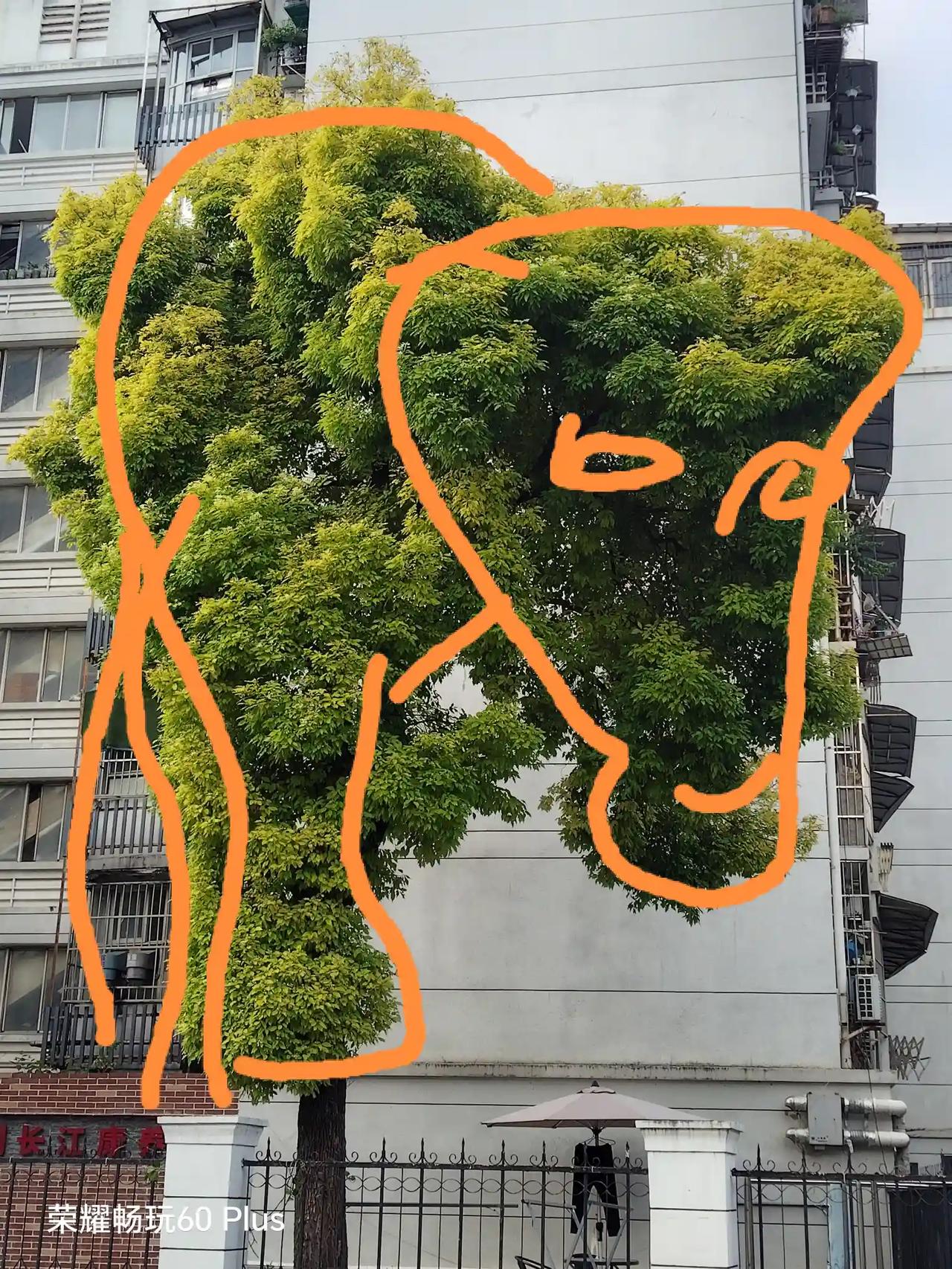 是的啊！这棵樟树我站在不同角度拍了两张，不惊艳我也不会拍，还配上文字啰嗦了半天[