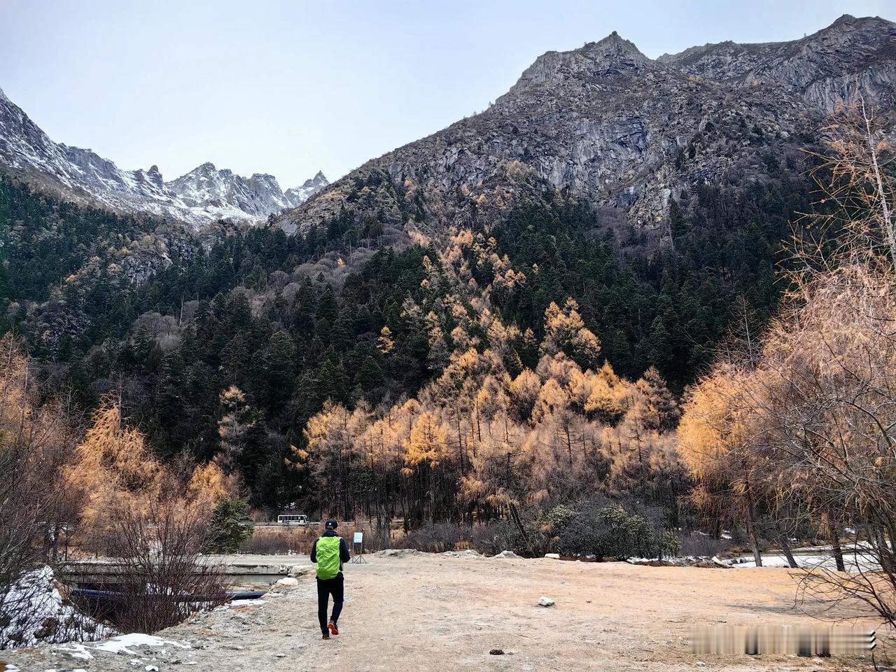 #分享随手拍金黄色的树叶#.