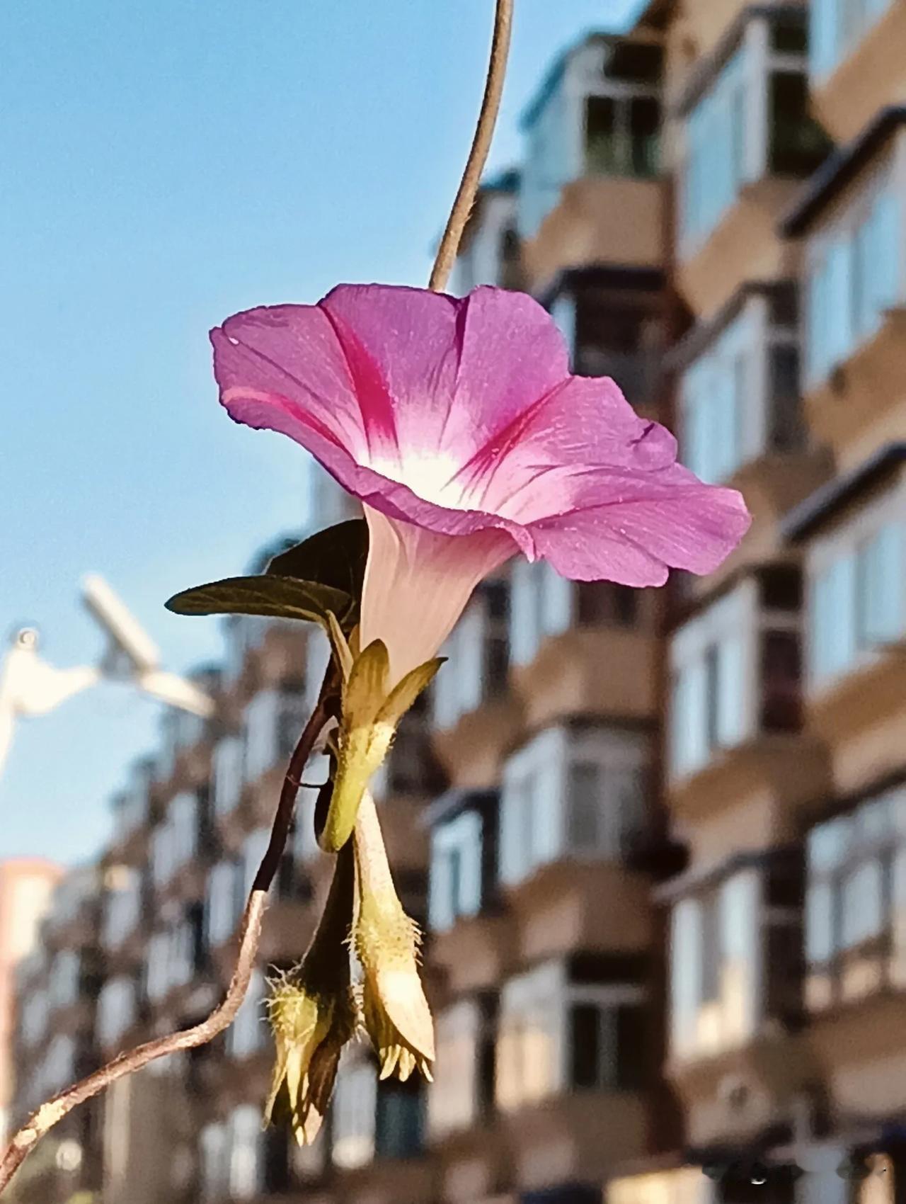 各色喇叭花#手机随手拍秋花# #随手拍摄花卉# #随手记录秋日生活#