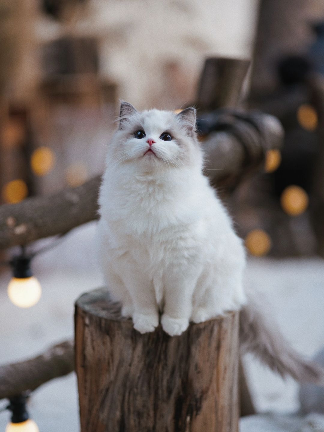 KERR布偶猫｜把你的小可爱提回家吧🥰🥰
