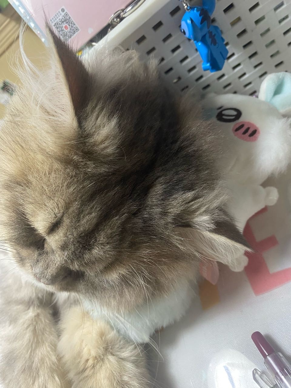百分百纯猪肉靠枕23667 