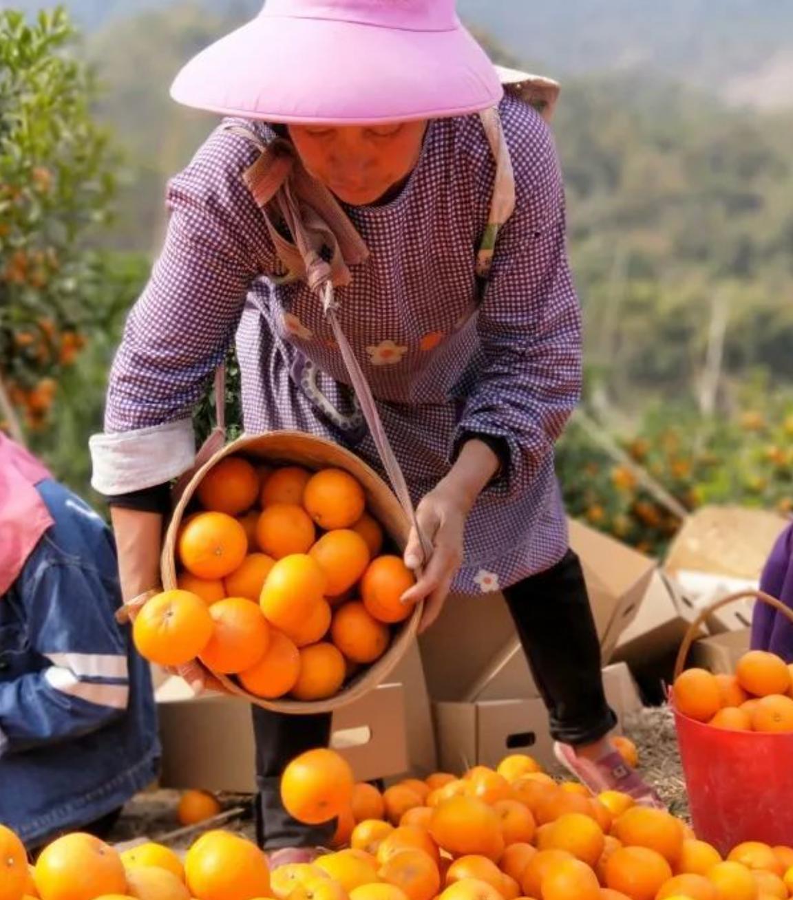 曾经火到断货的沃柑，为什么突然没人买了？

前几年超市水果店C位的沃柑，一斤能卖