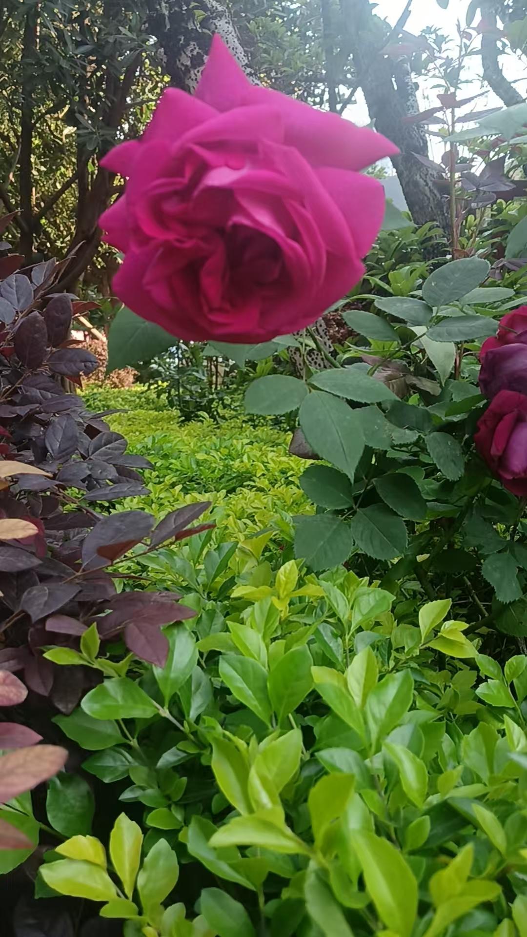 附近小区里的花，开的真好，就是分不清是月季还是玫瑰。