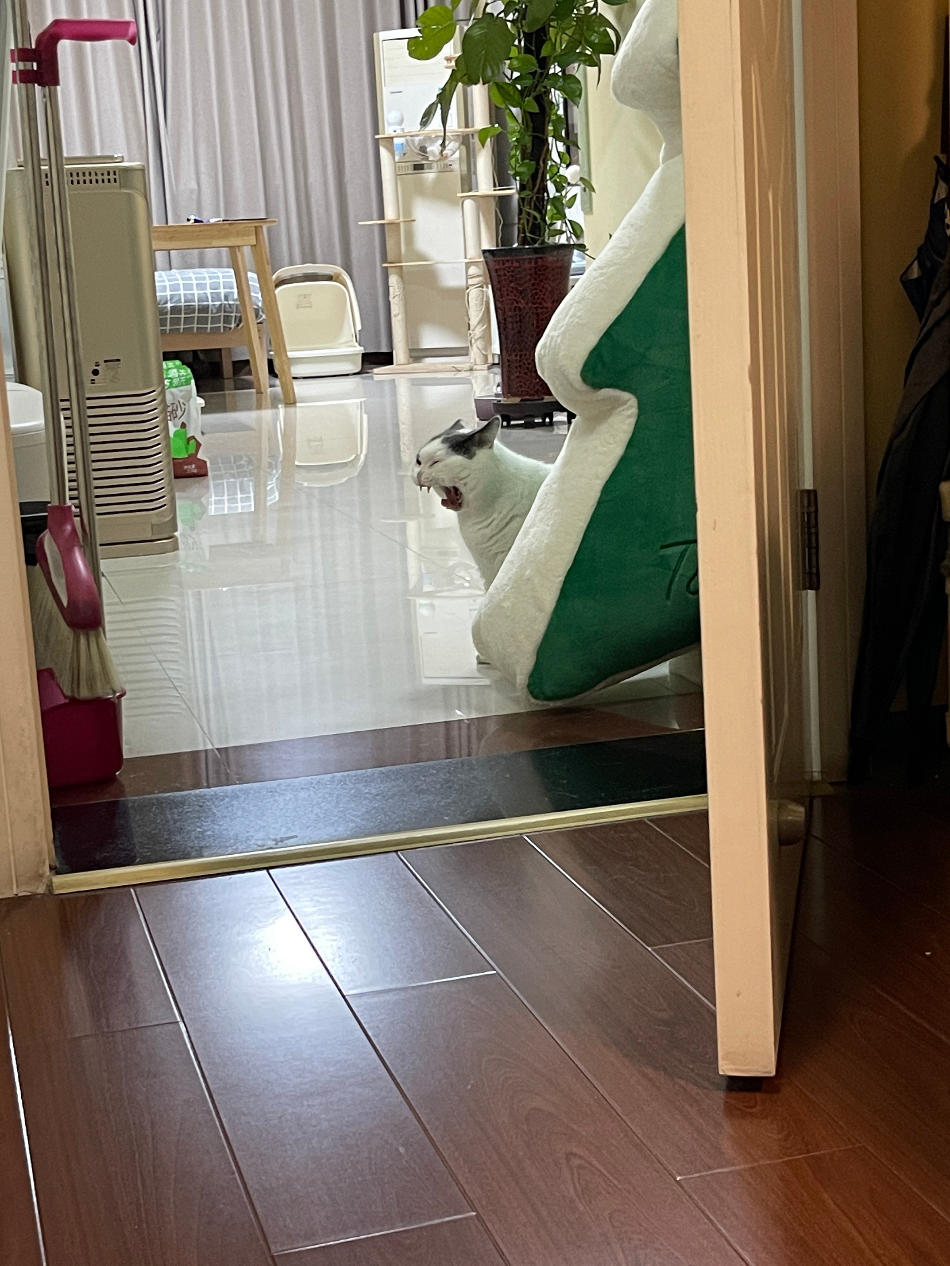 碗碗在屋里突然自己玩起了小鸟，发出了一些动静。转头一看，豚豚0秒到达了门口。应该