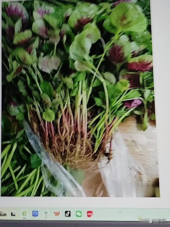 苋菜立大功。苋菜价格便宜，营养丰富。
他适应力与贫血，气势差的女性朋友，正在长身