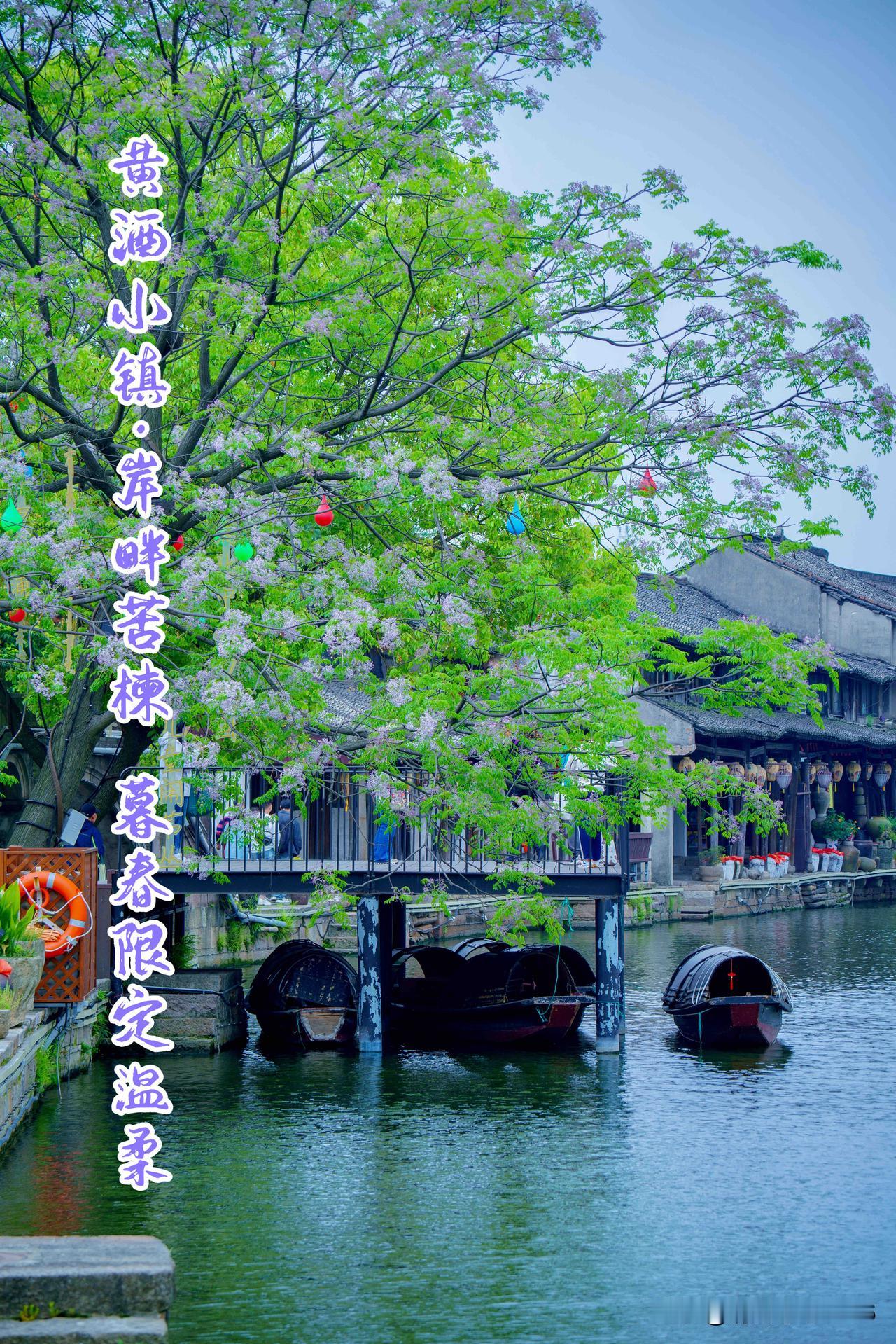 绍兴黄酒小镇｜岸畔苦楝，暮春限定温柔

从仓桥直街水巷的满树芳华，到西小路沿河温
