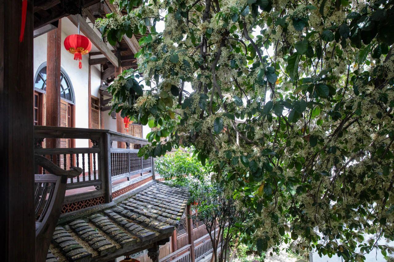 苹婆花开，细碎如星。

在古建的屋檐下，邂逅一场初夏的清幽。
半入光影半入画，计