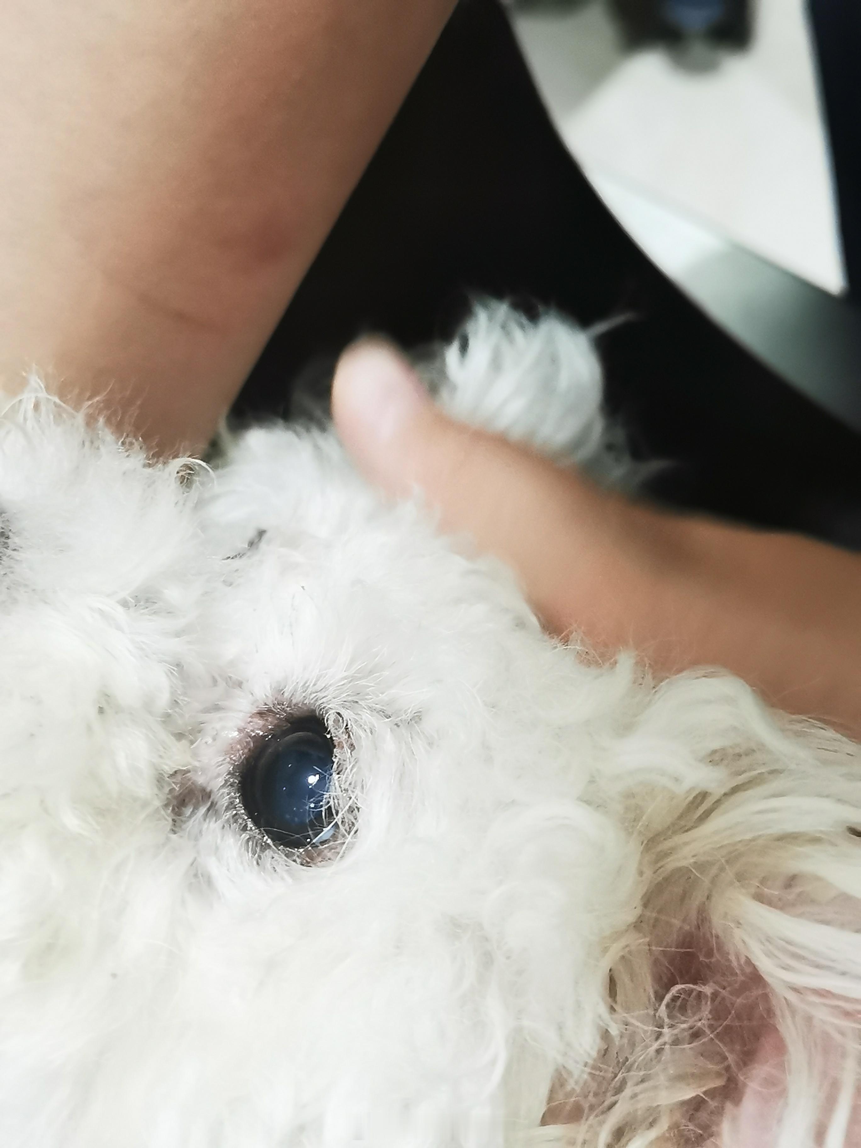 心脏病乳腺肿瘤肝脏问题眼诊  ​​​