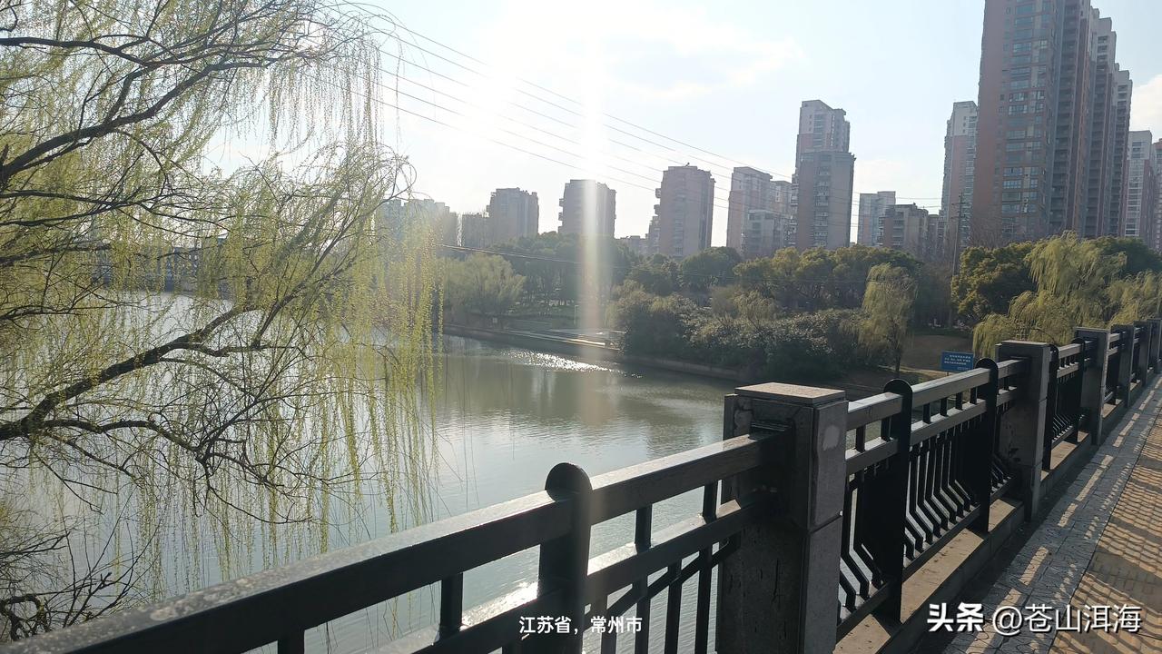 分享一张阳光下的树荫照片