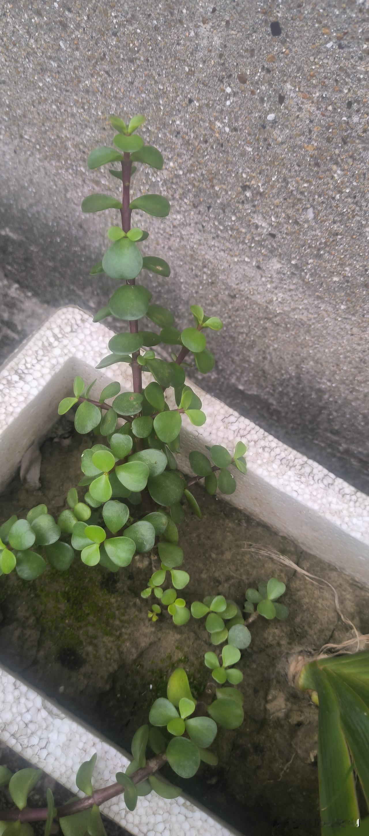 晒图笔记大赛绿植自己种，小圆绿叶不知啥名称。