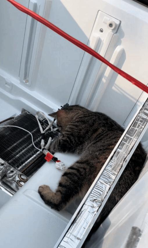 “笑不活了”近日河南一男子正在修理电器，他养的狸花跑了进去，还在里面认认真真的捣