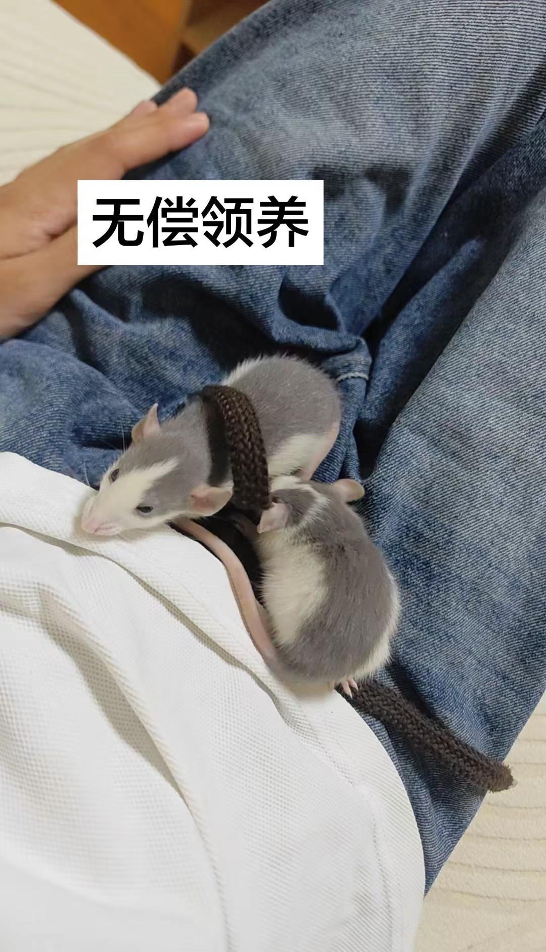 郑州无偿领养花枝鼠。求好心人快带走，家里人不让养了，自提，有垫料笼子，能一窝端的