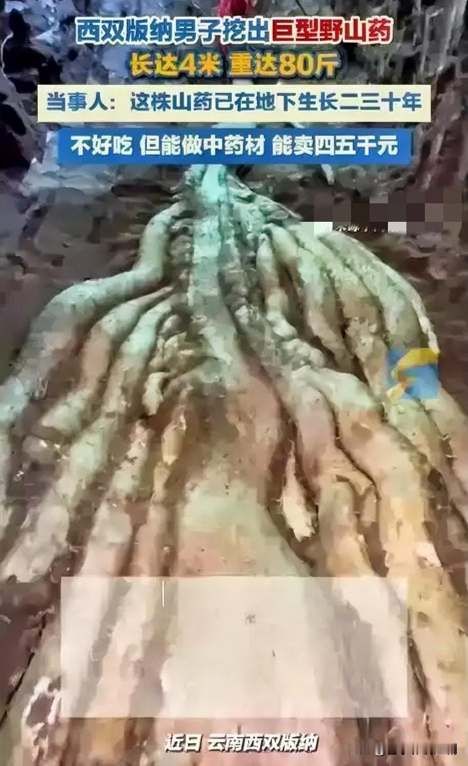 近日，一男子在山中劳作时挖出巨型野山药，消息一出瞬间引发热议。这根野山药体型惊人