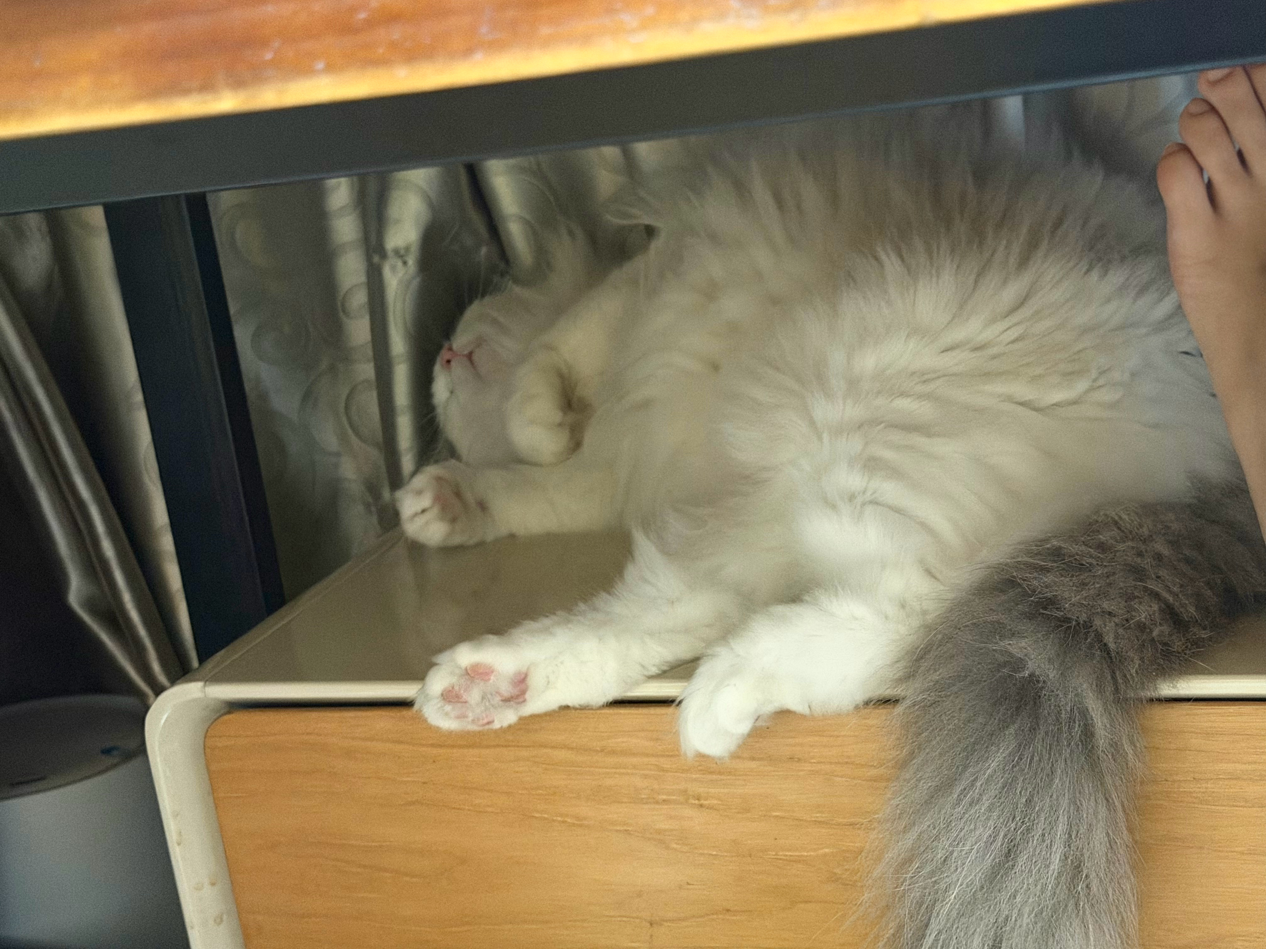 性感猪咪 在线陪睡 三步之内必有小猪 (͒˶´⚇`˵)͒ 