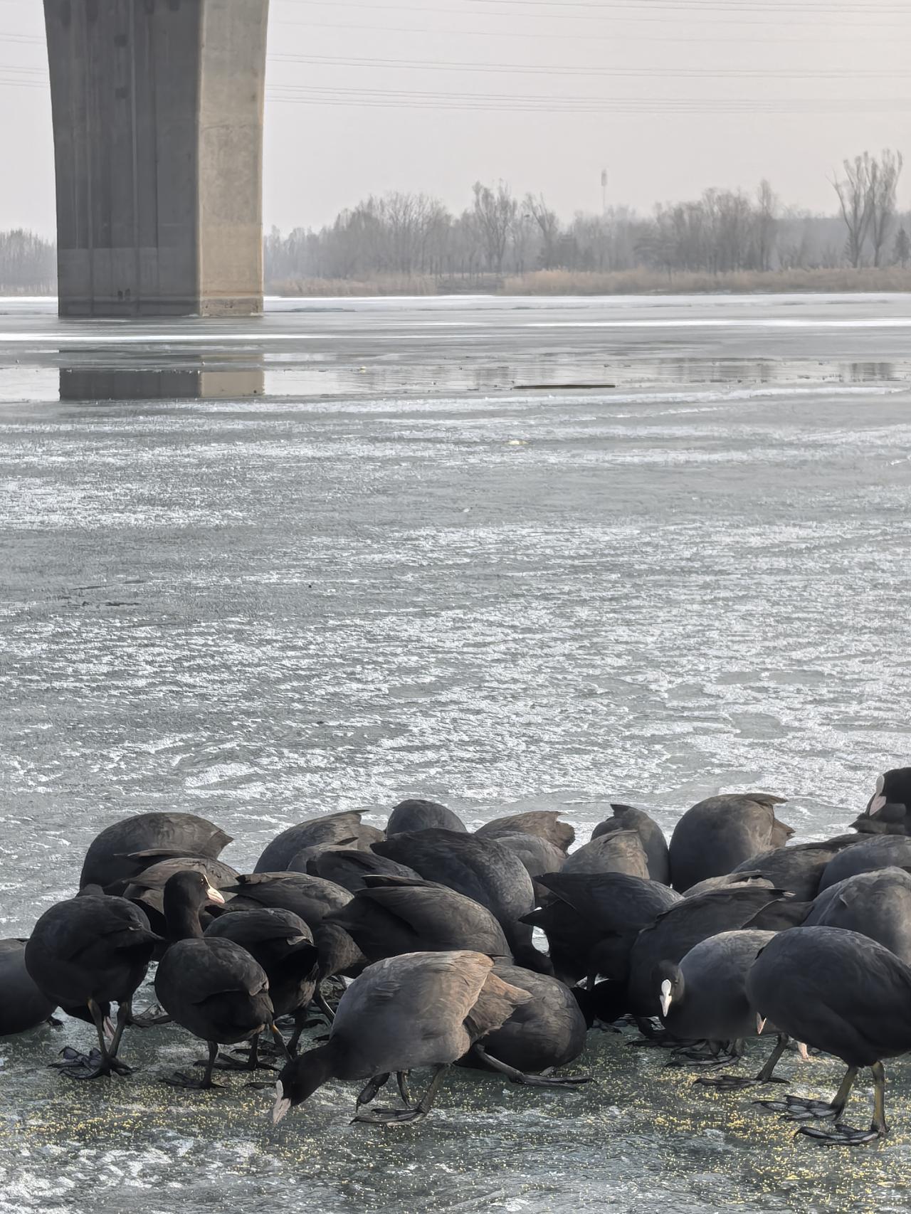 这是一张在太原市汾河四期斜拉桥附近拍摄的照片，一群白骨顶鸡与罗汉营冬泳的队员们和
