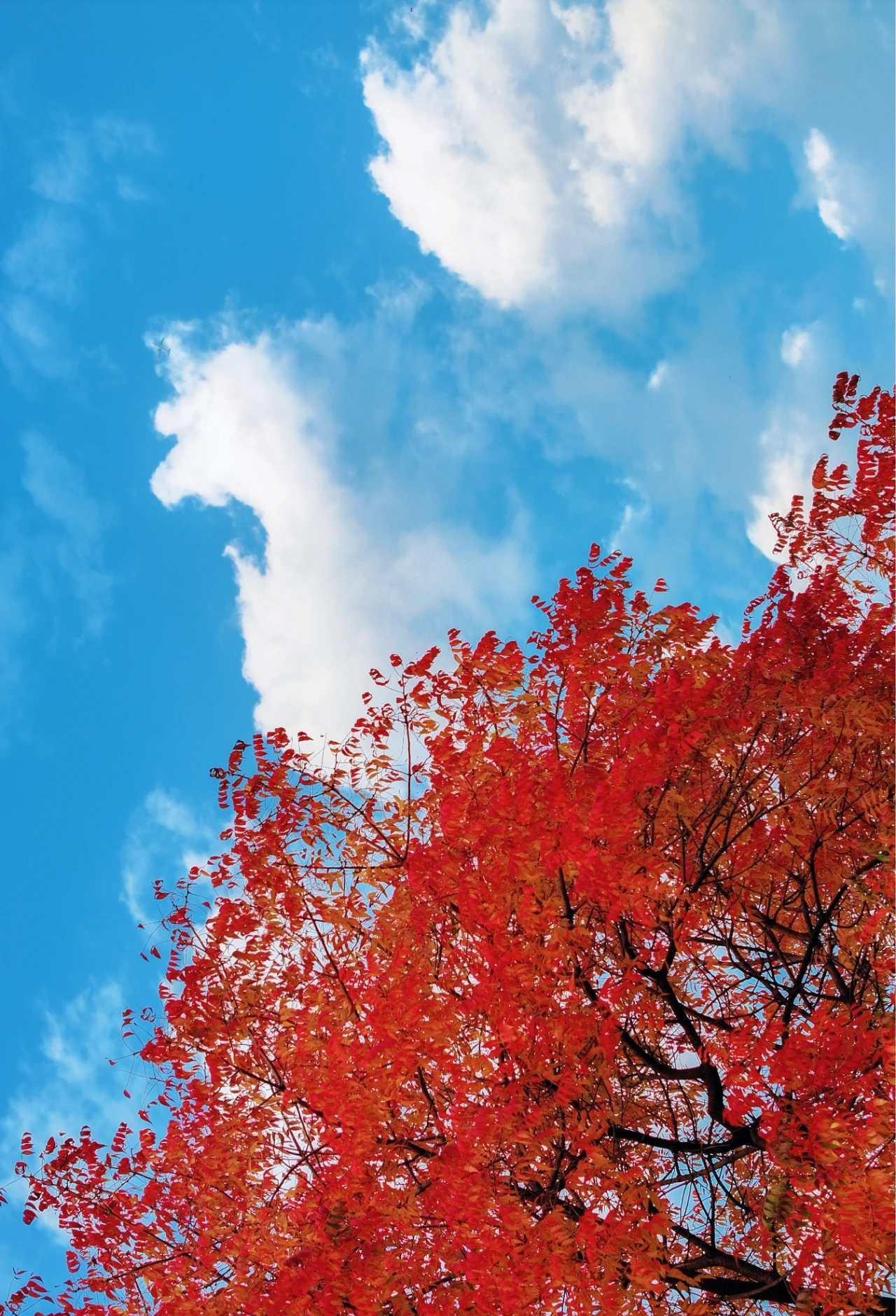 秋风执起调色盘，从金黄到火红渐次晕染，@武汉园博园景区 南通园的网红树-黄连木成