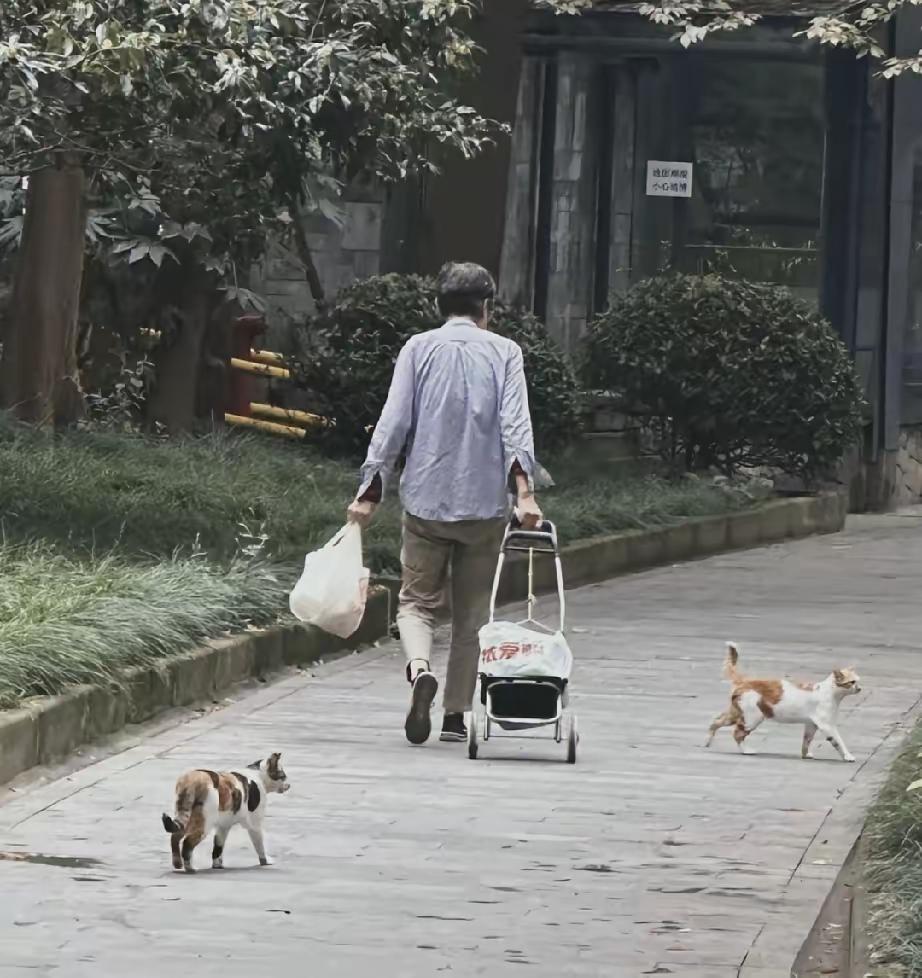 我想，这大概就是老天爷派来拯救流浪猫的天使吧！
这位退休阿姨全年无休，拉着装着猫