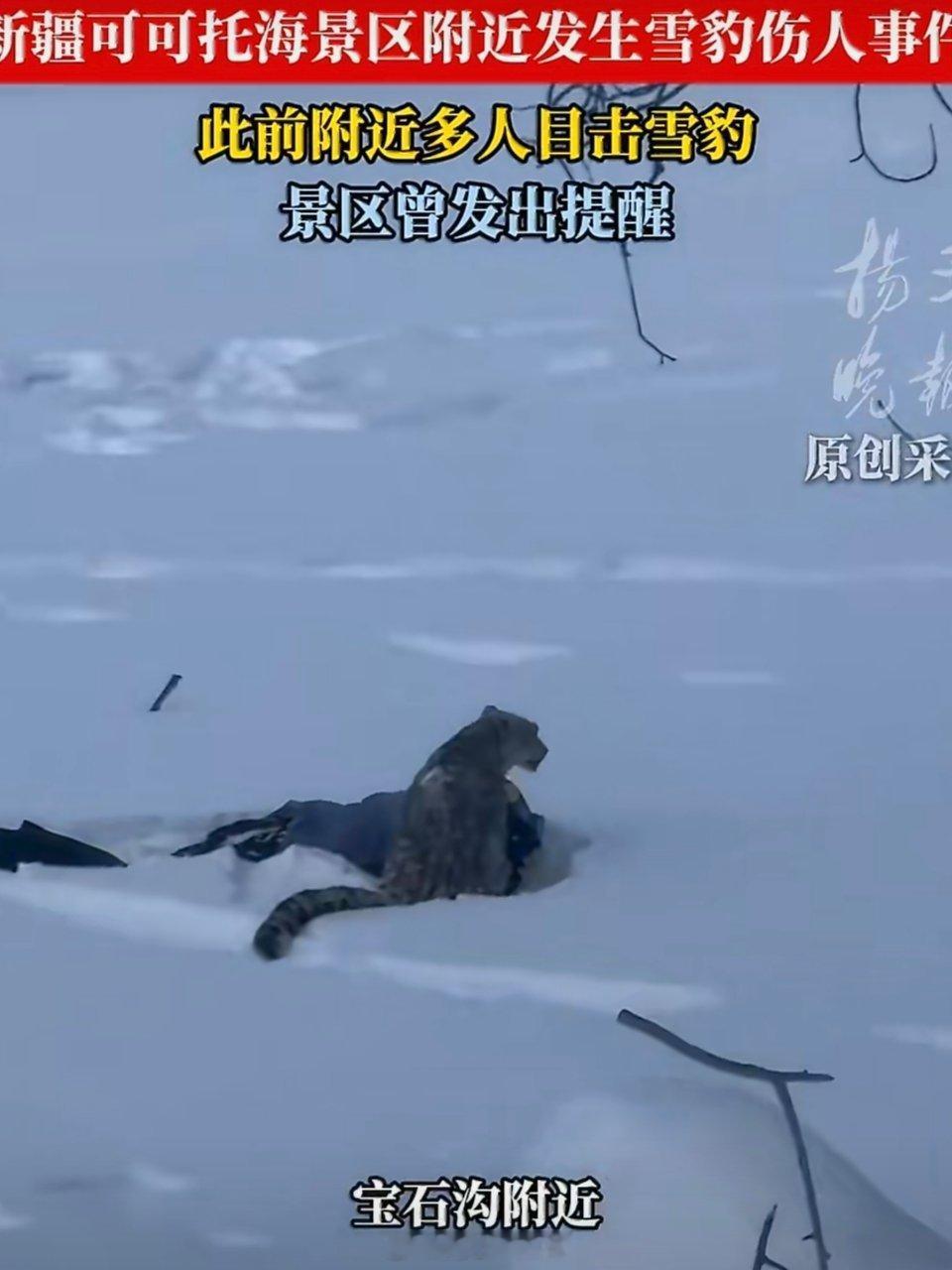 被雪豹咬伤女游客系躲避不及这事暴露出来的问题还真是太多了。首先就是游客，对野生动