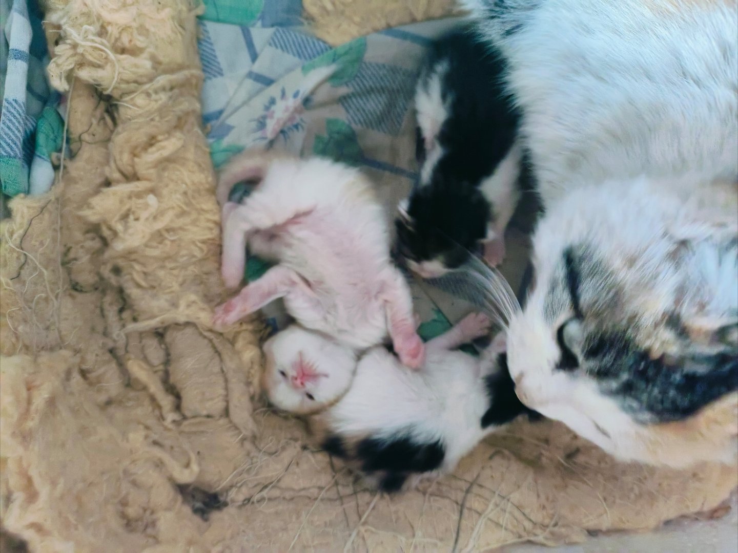 一窝小奶猫的日常，软乎乎的小团子挤在妈妈怀里，连呼吸都带着奶香味刚来到世界的小毛