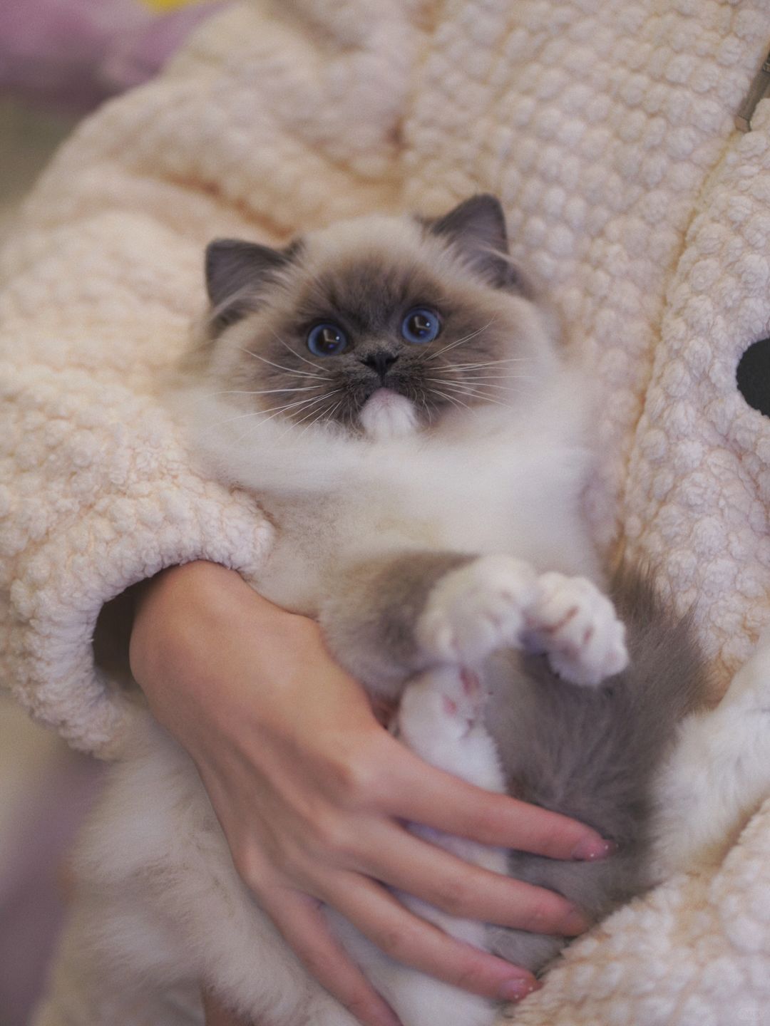 KERR布偶猫｜看看你们的蓝重点布偶猫❤️