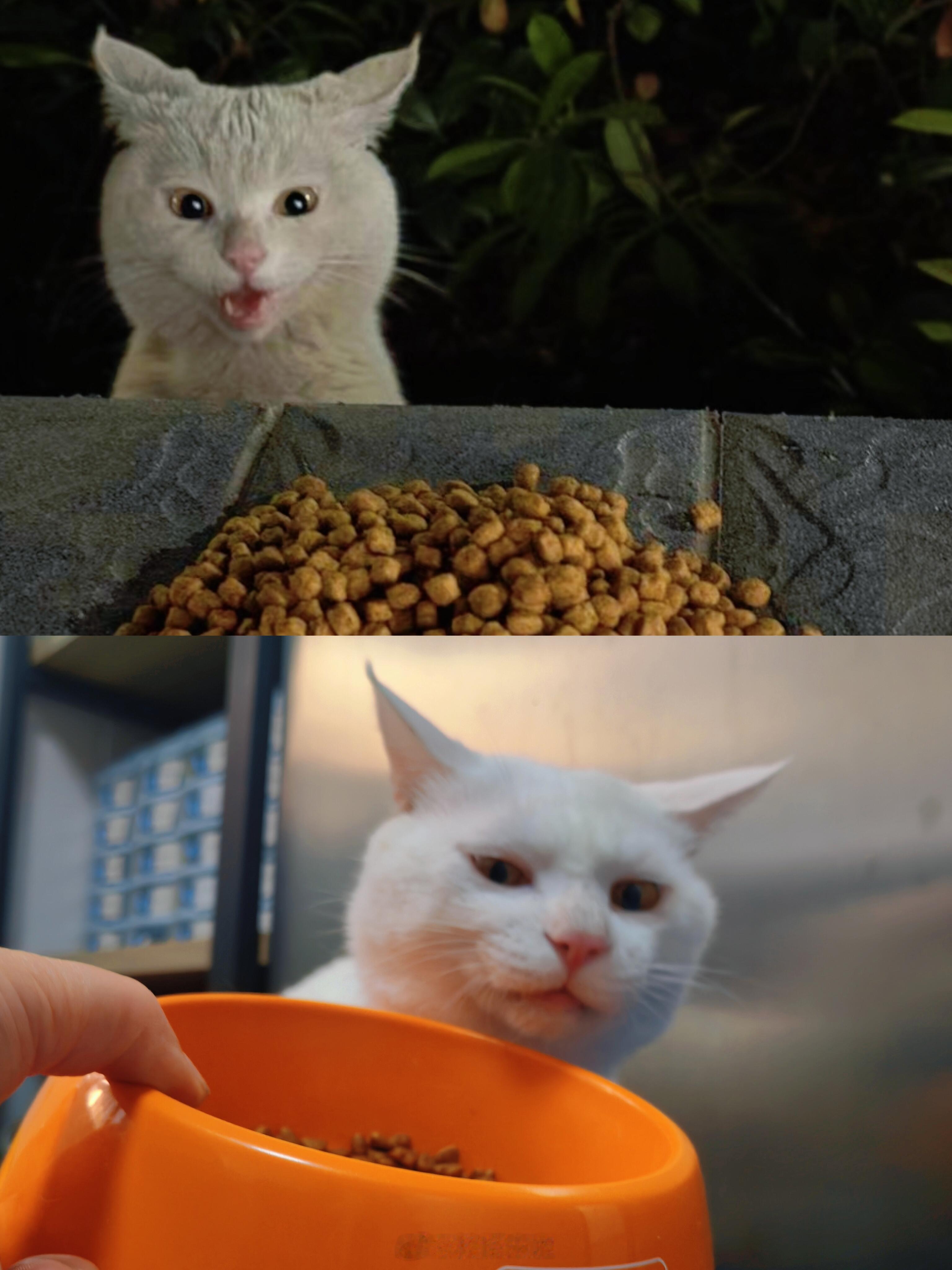 流浪猫第一次看见猫粮 VS 被收养后看见猫粮 ​​​