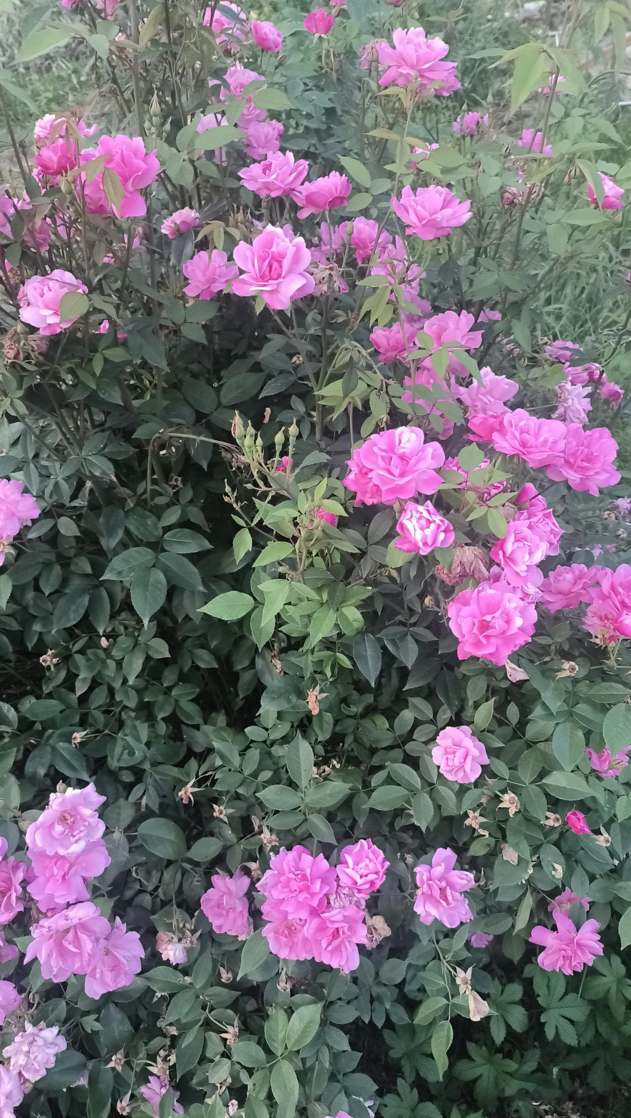 一觉能醒来，就是活着，一觉醒不来，就是终点，昨天傍晚我在村边散步，遇见了阿萍，已