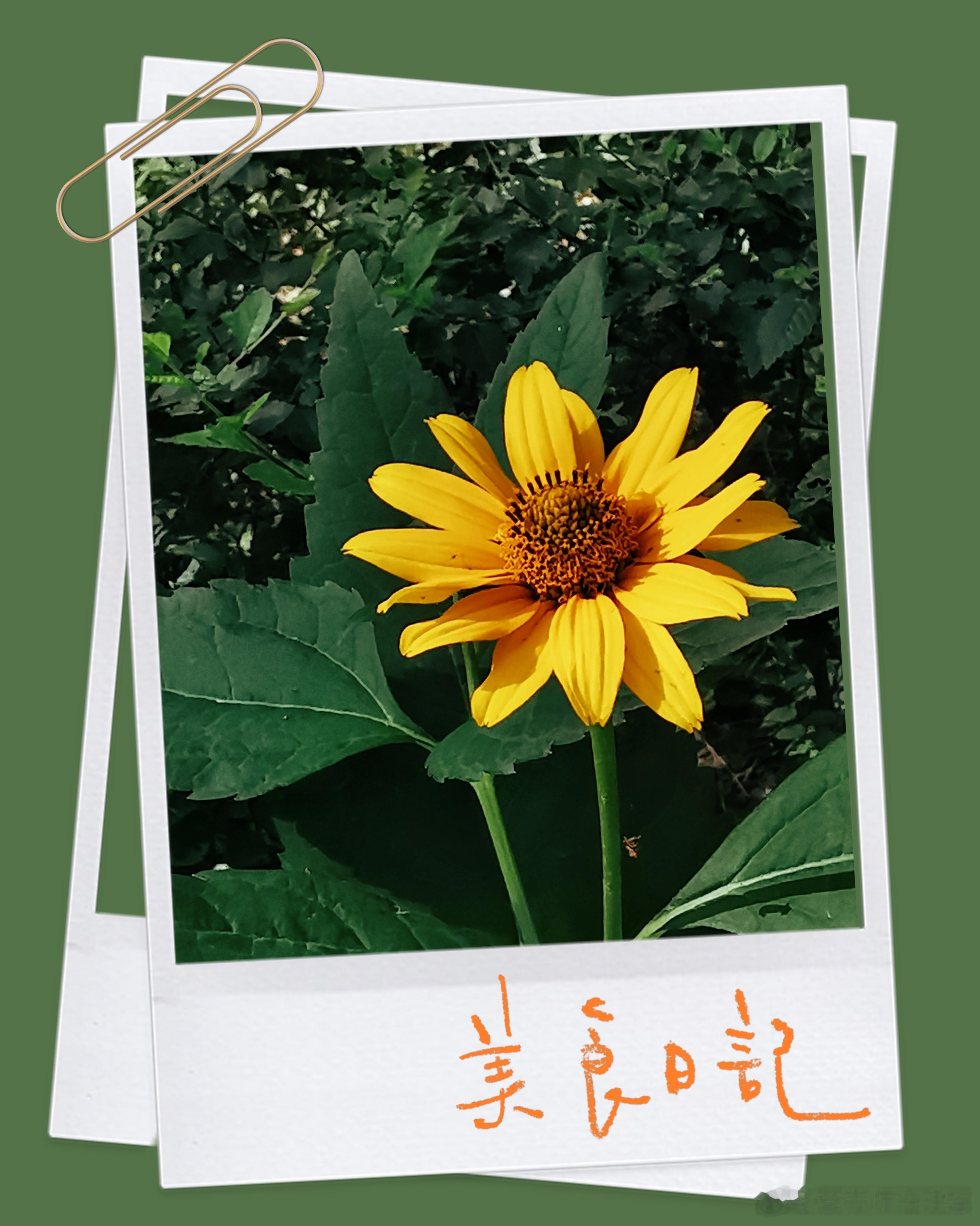 #早安# 周末愉快🌺🌼🌸 ​​​