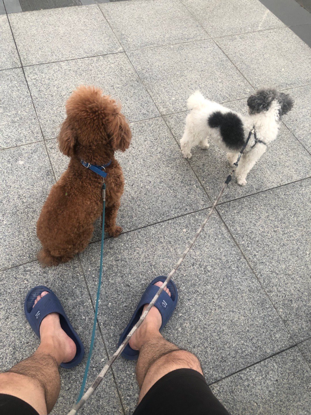 乡下遛狗大爷的日常[允悲][允悲] #无聊的日常# ​​​