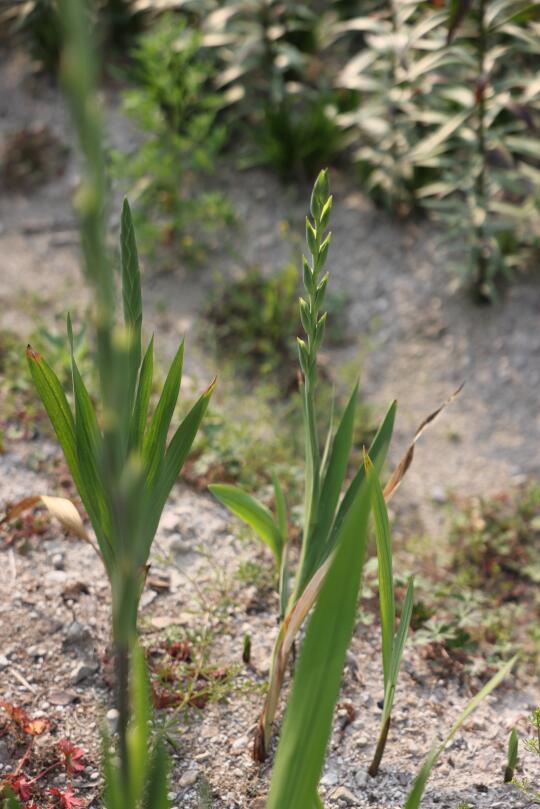 切花剑兰/唐菖蒲种植方法与建议