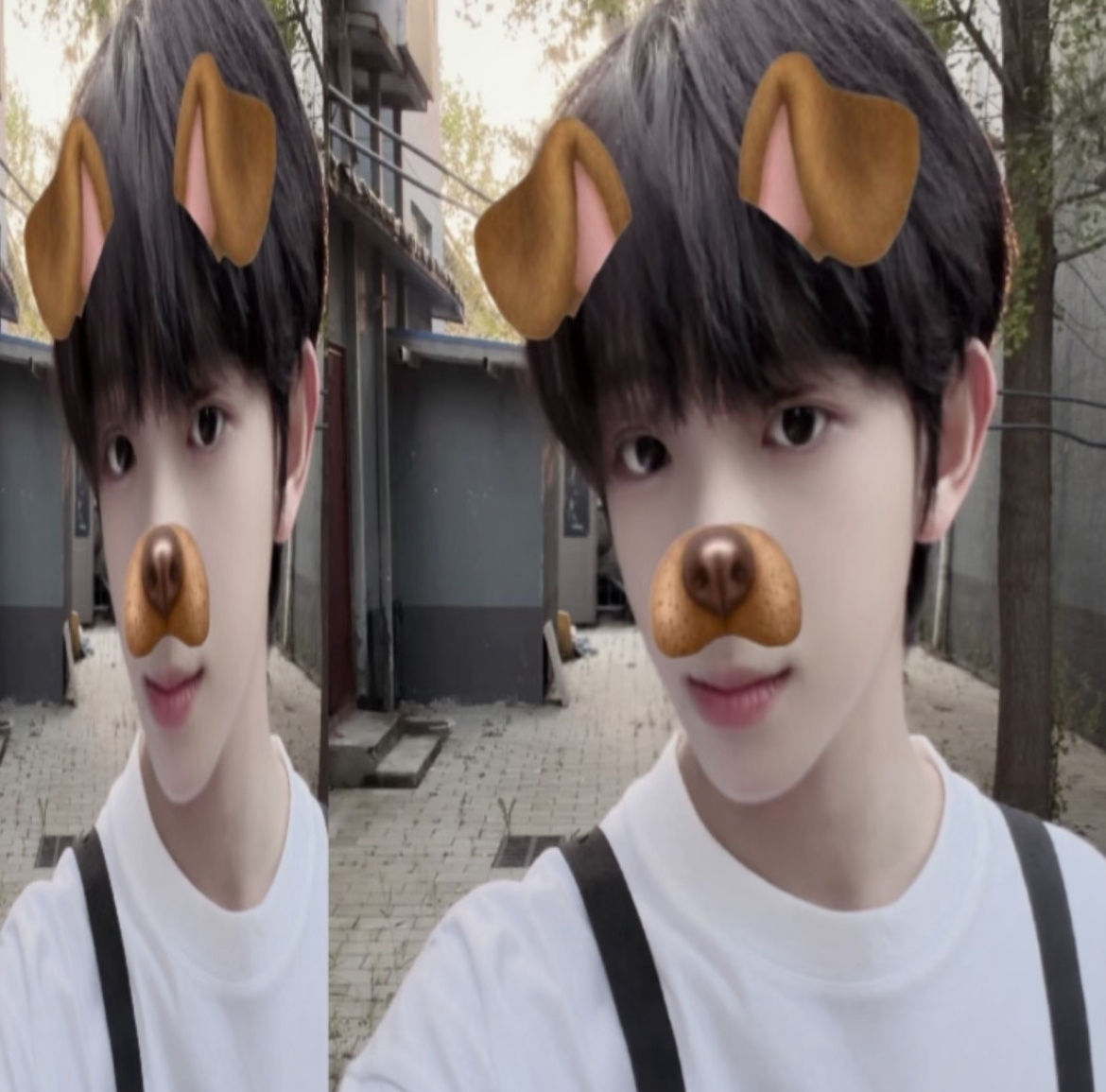 小狗 我的 