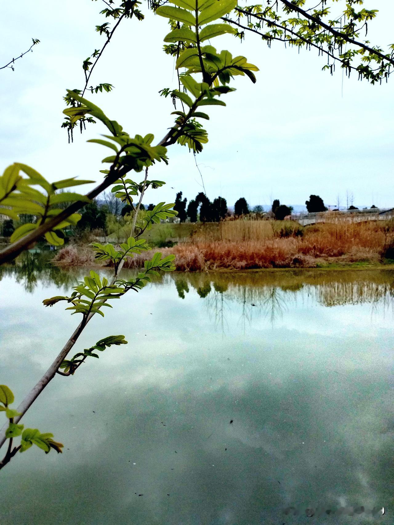 《岸伴春思》
晓雨浥轻尘，
琼英缀绿荫。
凭栏偷望处，
佳丽动眉颦。