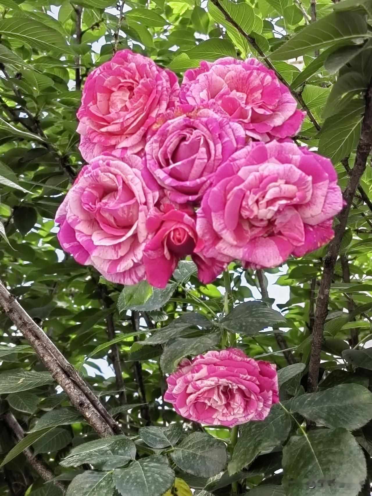 晒图笔记大赛6朵花抱团，一朵花被孤立。