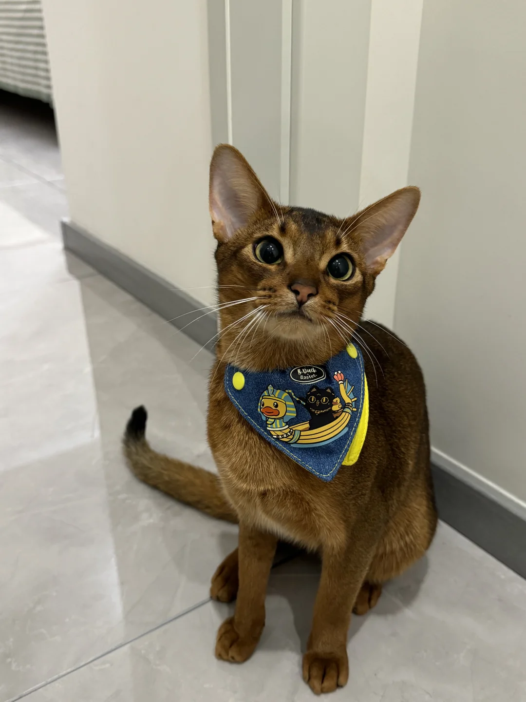 果然是从埃及带回来的小猫