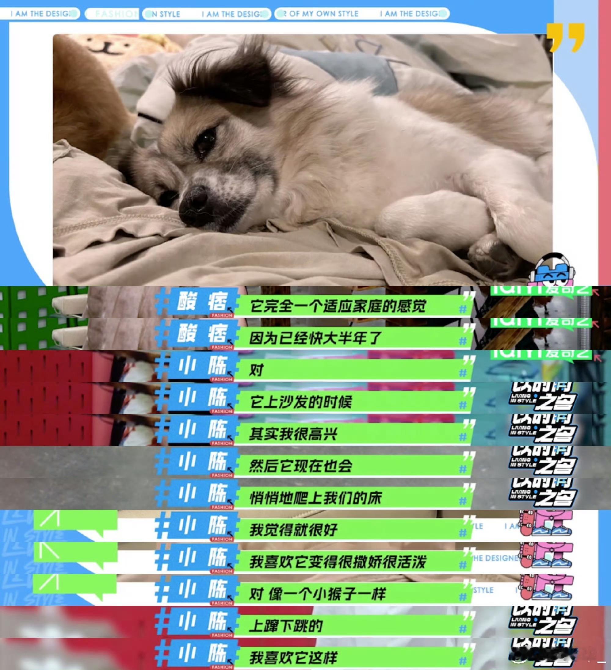 #狗狗不知道有了家就不用那么懂事了#小露的故事真是让人既心疼又感到温馨。作为一只