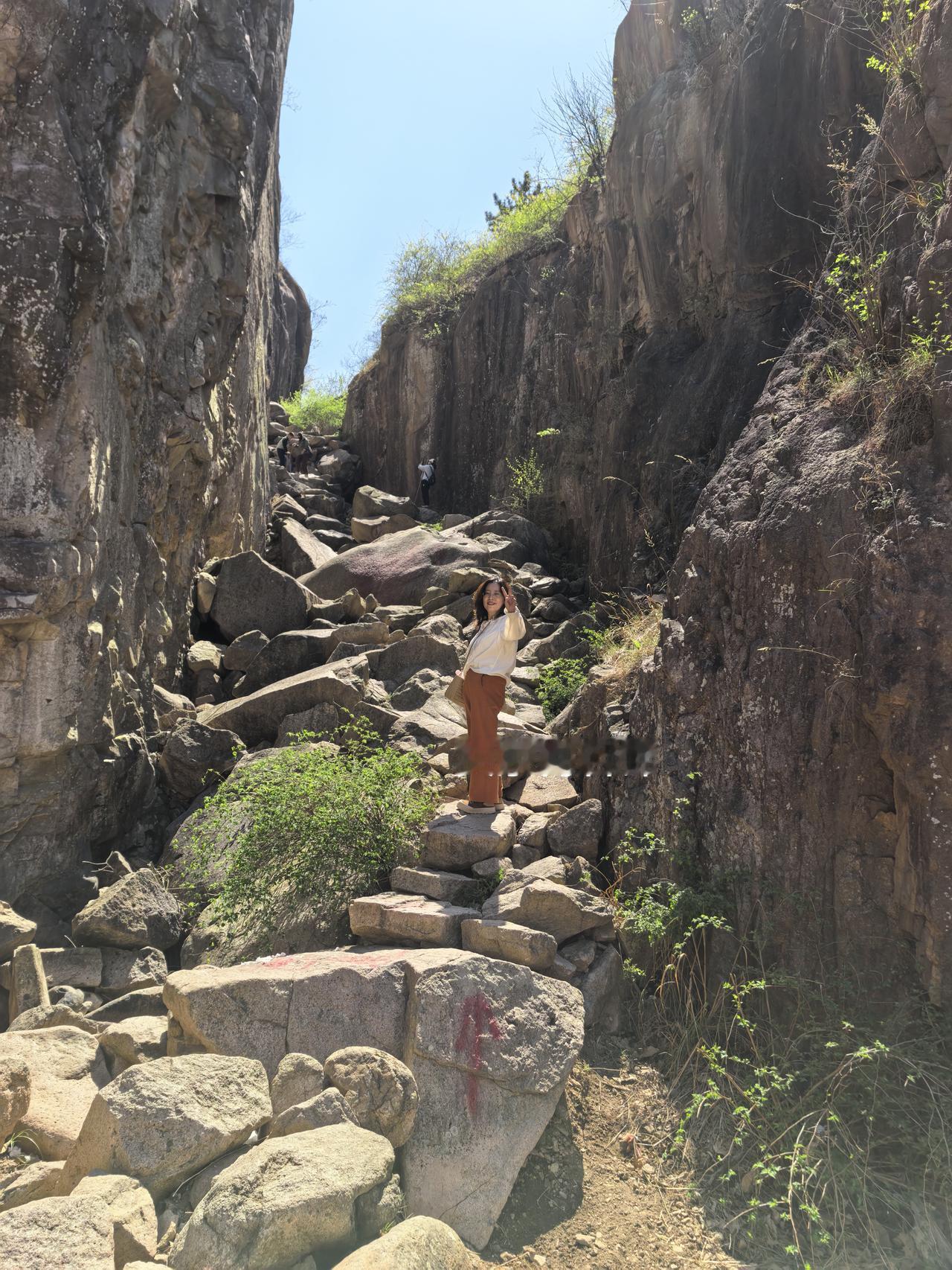 我在五莲爬山时发现山菜，又挪不动脚步了。摞了一些装到两个裤兜里，回家打馋虫。