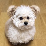 胖兔爱看法律