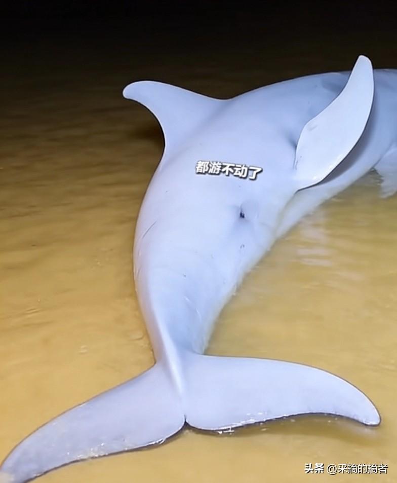 刚刷到一个视频日照市民凌晨赶海，偶遇一头超3米长、三四百斤重的江豚搁浅在浅滩，它