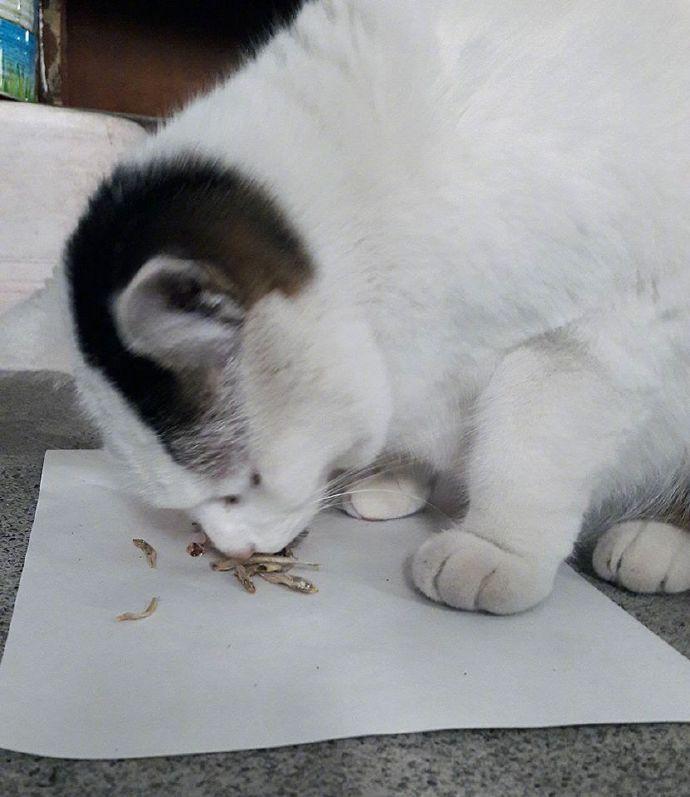 人说自家猫十分娇气，养了十多年就是不吃小鱼干的头，也没发现猫怎么把头给分出来的.