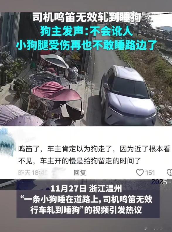 司机鸣笛无效轧到睡狗就不应该散养还让小狗睡在路上那么危险，司机要也是，不管狗有没