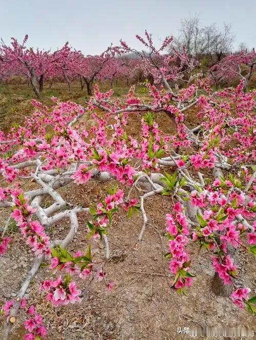 快去山东安丘赏桃花，交桃花运[大笑][大笑]安丘赏桃花一日游的精准导航点、核心美