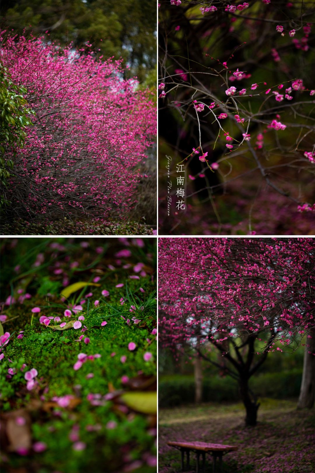 江南寒尽有梅花
