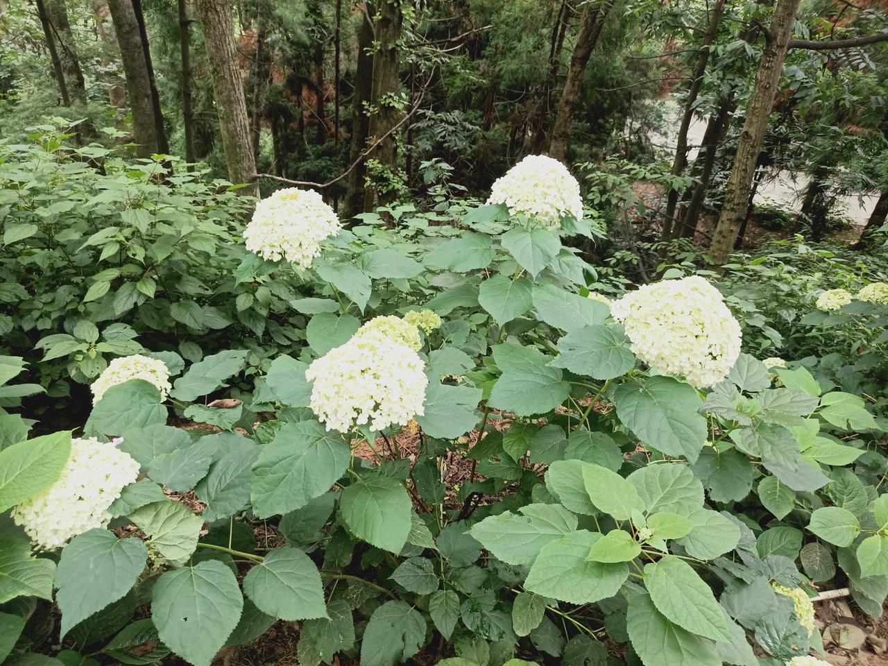 分享下随手拍到的花朵照片吧