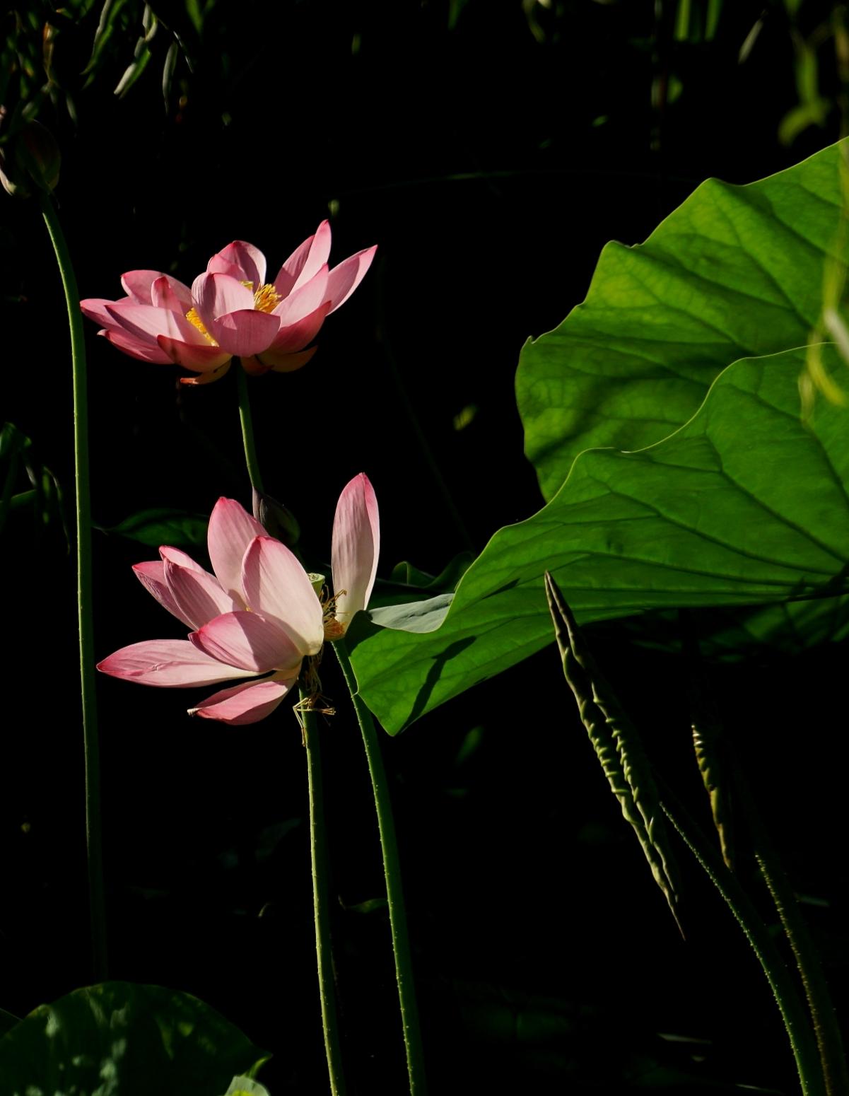 盛夏的花神