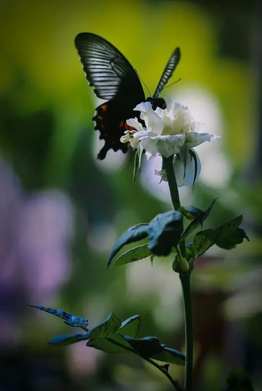 一夜暴富拾宝一见钟情遇仙！梦与现实之间，有时仅隔着“痴心妄想”这道鸿沟。“痴心”