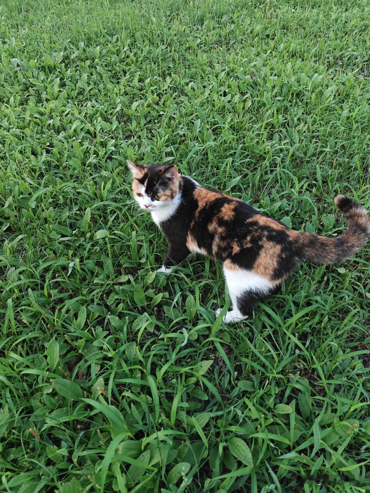 在宣化万柳公园看到一只半大的猫咪，长得还不难看，有心把它抱回去养起来，我家领导看