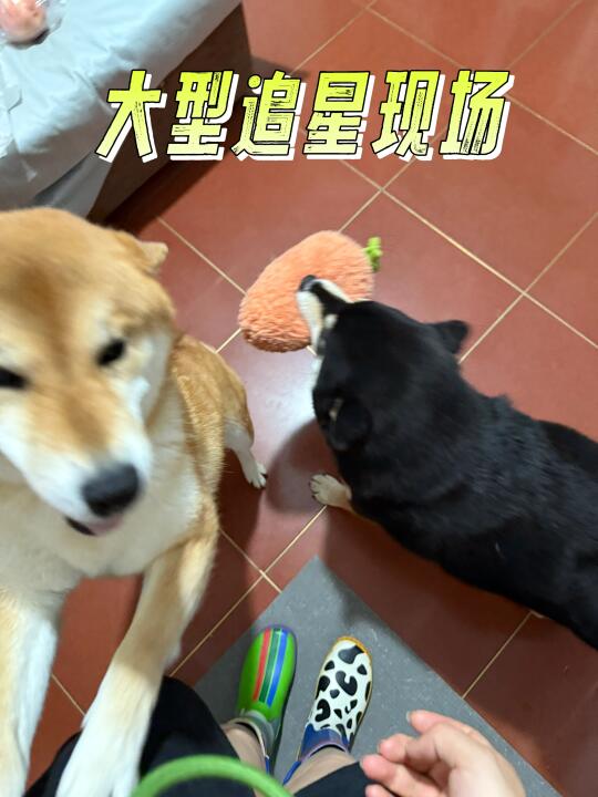 养狗就能当巨星