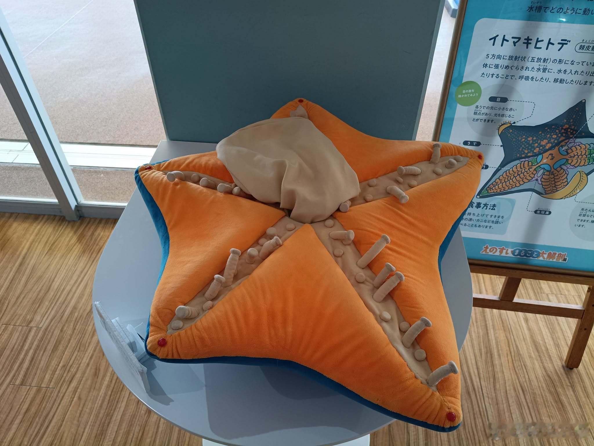 这是在江之岛水族馆特展上的海星毛绒娃娃，它把里面的活动沟、管足、眼点，甚至连肠胃